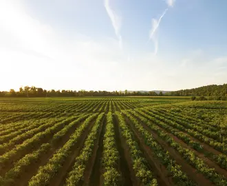 View of agriculture field 