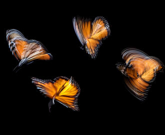 Monarch butterflies in motion blur