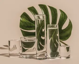 Monstera leaf behind four glasses of water.