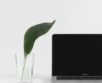 A green leaf in a glass of water sits next to a laptop screen in this calm image
