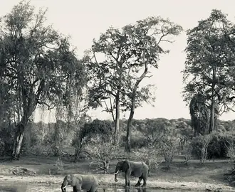 Black and white photograph of elephants in water