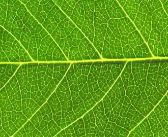 An up close photo of a leaf with all its veins