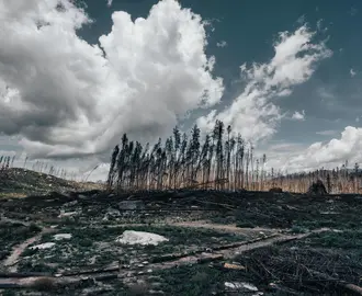 Burnt Trees on the Field