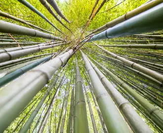 he famous Bamboo Cevennes of Anduze, Occitanie, France