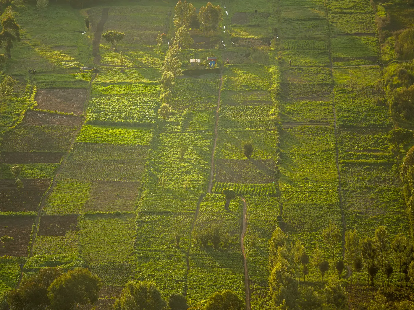green squares of farm in kenya 
