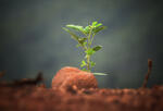 Plant seedling