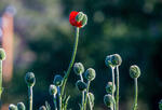 Red poppy amongst purple ones
