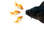 three small goldfish nose to nose with a larger, darker fish