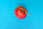 red apple with black spots on a blue background