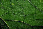 magnified photograph of leaf veins
