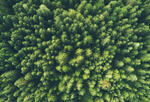 An aerial photo of treetops in a dense, healthy forest.
