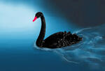 Illustration of a black swan swimming on blue water.