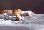 an orange and white kitten naps on a sheet