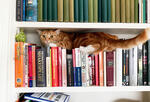 an orange cat wedges itself onto a bookshelf
