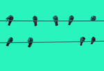 birds sit on a wire in front of a bright green background