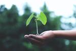 A person's hand holding a small sprouting plant representing sustainable investing.