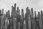 Black and white photograph of cacti