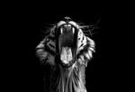 A black and white photograph of a tiger's roar