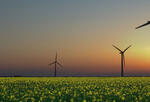 windmills in crop field with sunset